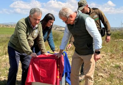 Lorca se refuerza como ‘territorio lince’ con la llegada de ‘Wonders’, un cachorro huérfano procedente de Extremadura