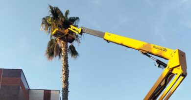 El Ayuntamiento de Puerto Lumbreras inicia la campaña de anual de poda de palmeras del municipio