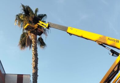 El Ayuntamiento de Puerto Lumbreras inicia la campaña de anual de poda de palmeras del municipio