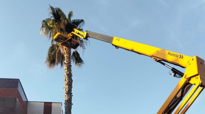 El Ayuntamiento de Puerto Lumbreras inicia la campaña de anual de poda de palmeras del municipio