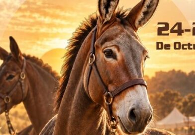 Lorca acoge este fin de semana, en el Huerto de la Rueda, la tradicional Feria del Caballo Cruzado, con la exhibición de más de un centenar de ejemplares